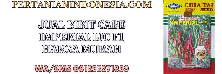 jual,murah,pertanian indonesia,jual bibit cabe imperial ijo,jual bibit cabe imperial ijo murah